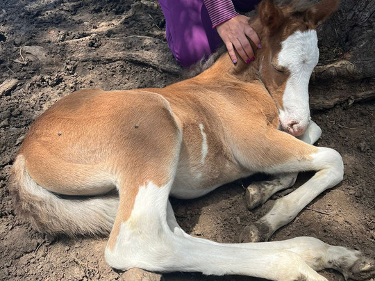 Hípico Don Sixto-Zelaya必去景点
