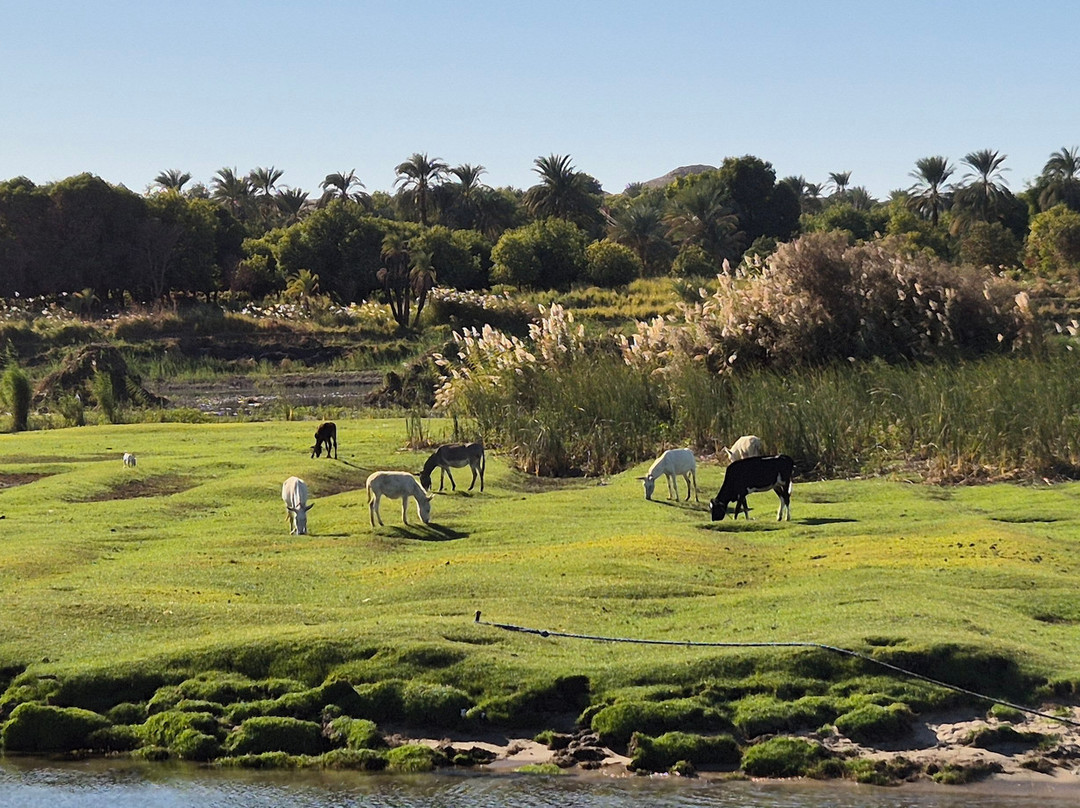 Queeny of the Nile-Esna必去景点