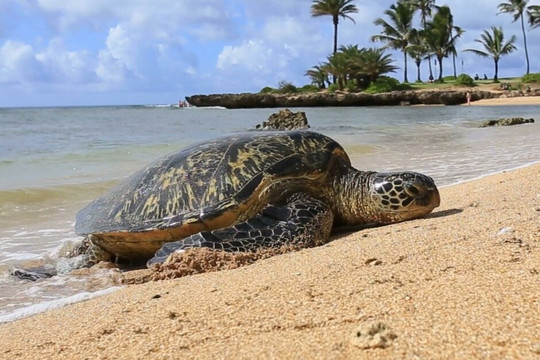 Hawaii Pacific Adventures-火奴鲁鲁必去景点