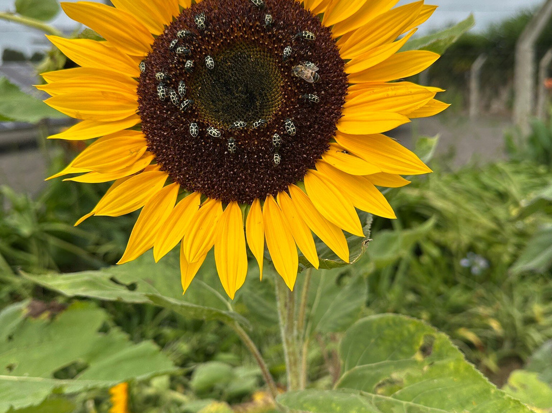 Pousada Vollweiter主图