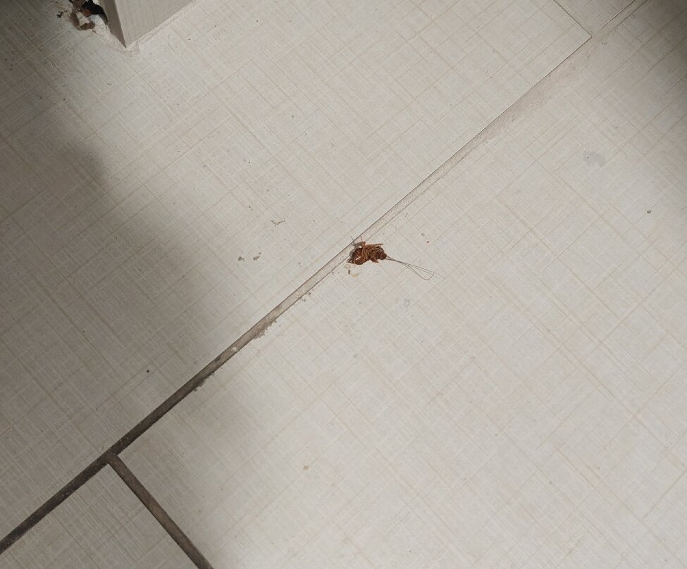 La Quinta Inn & Suites by Wyndham Broussard - Lafayette Area主图