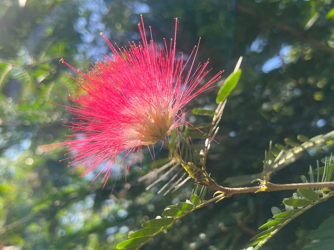 Barney's Botanical Garden Jamaica景点图片