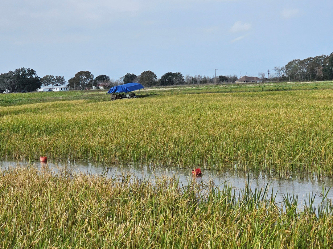 Crawfish Haven / Mrs. Rose's Bed and Breakfast主图