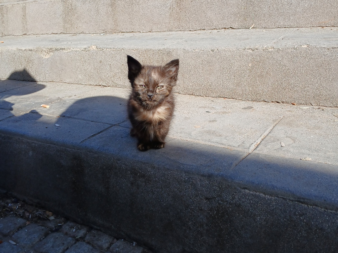 Hotel Des Cedres, Azrou主图