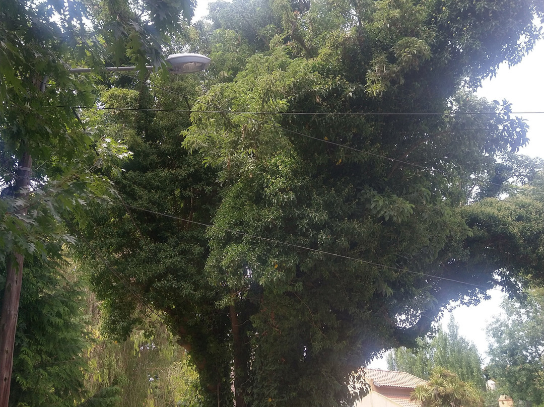 Bosque Peralta Ramos-马德普拉塔必去景点