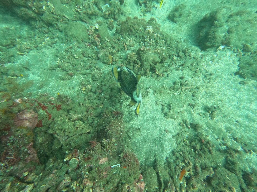 Evolution Diver-艾湄湾必去景点