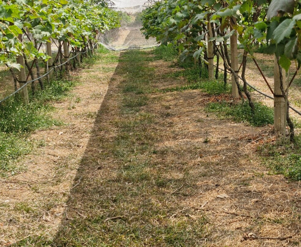 PB Valley Khao Yai Winery景点图片