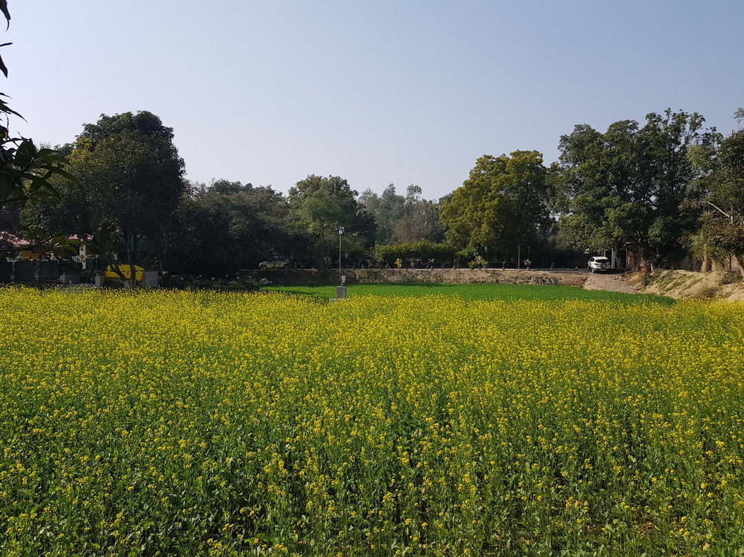 Koko's Farm-拉克瑙必去景点