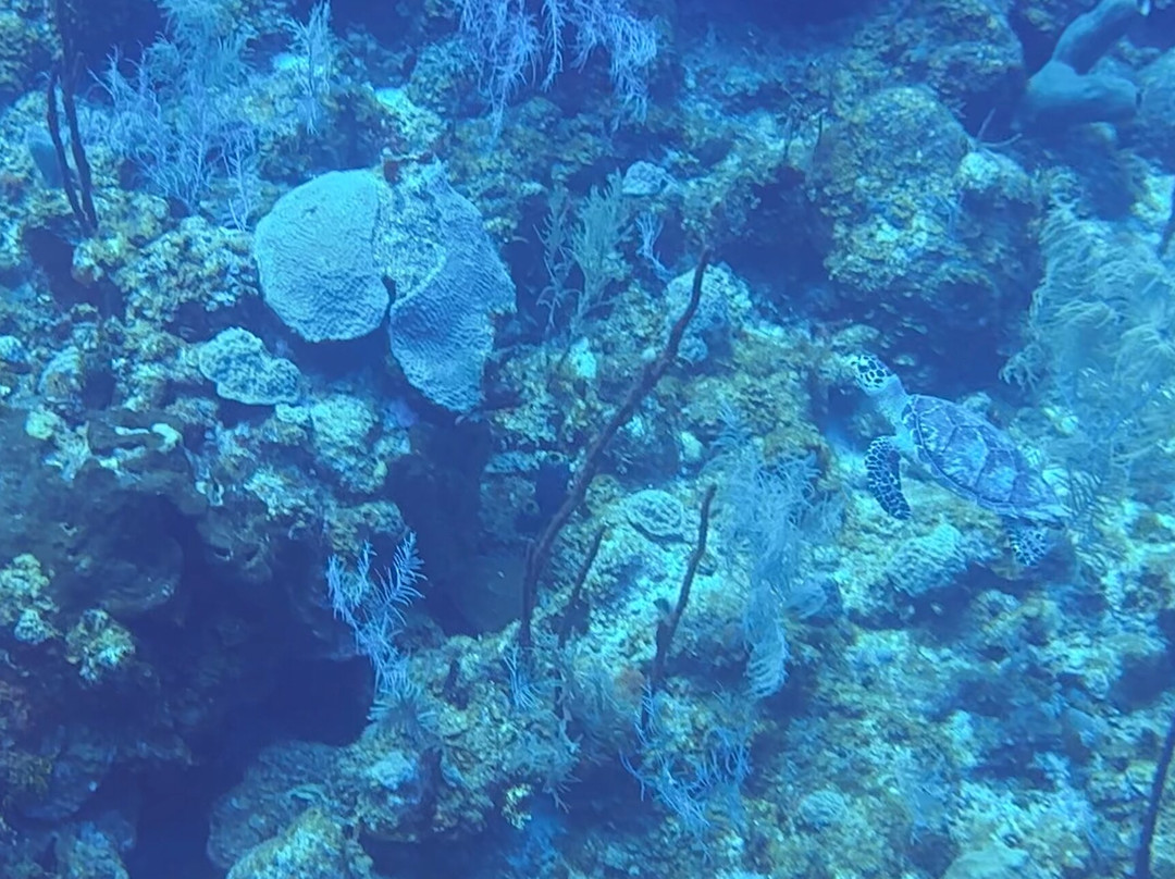 Living The Dream Divers-七哩滩必去景点