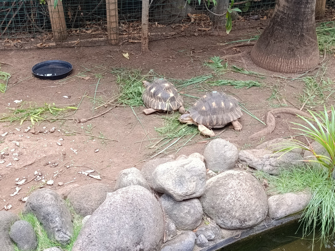 Kélonia景点图片
