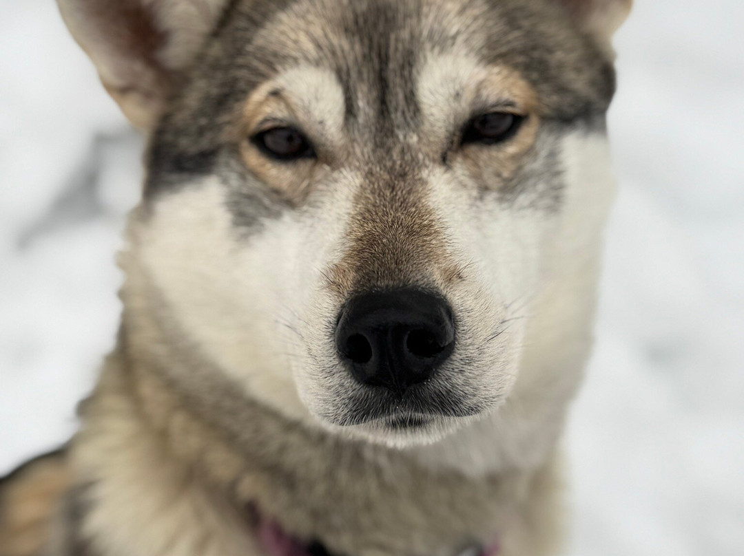 Kota-Husky-Posio必去景点