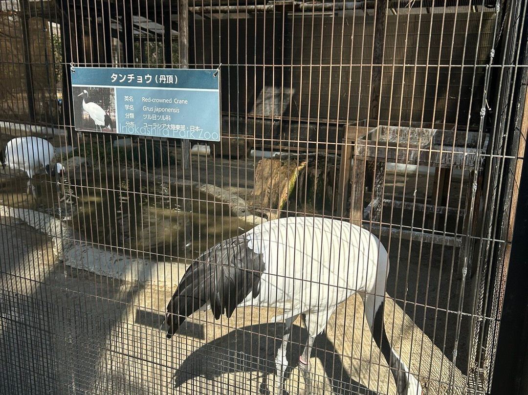 Inokashira Park Zoo-武藏野市必去景点