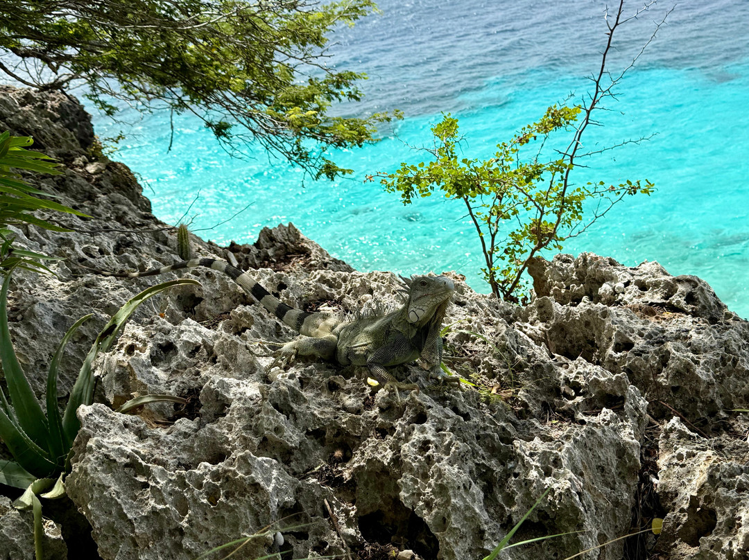 1000 Steps-博奈尔岛必去景点