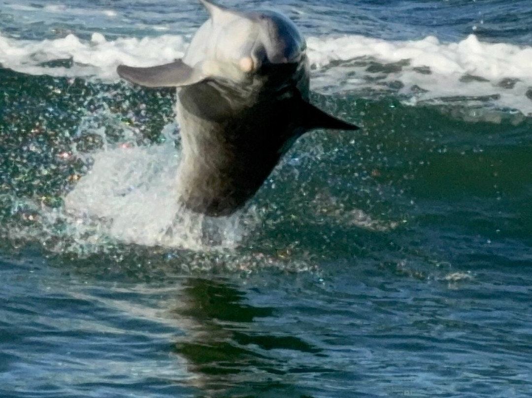 Anna Maria Island Dolphin Tours-Anna Maria必去景点