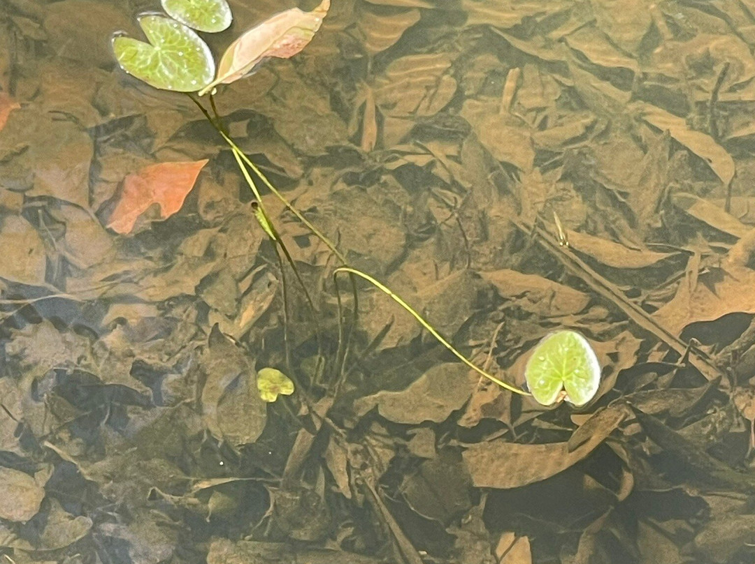 Bangalow Weir Parklands景点图片