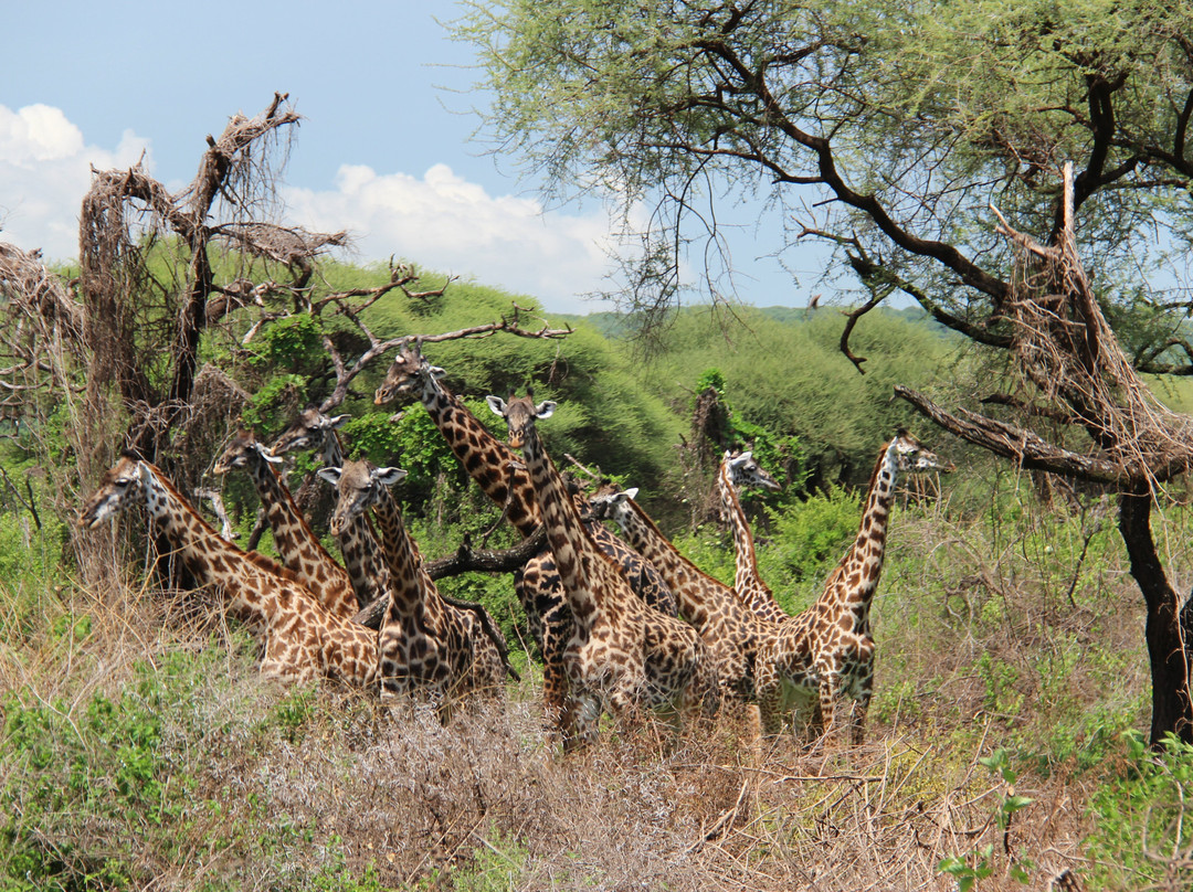 Objectif Tanzania-阿鲁沙必去景点
