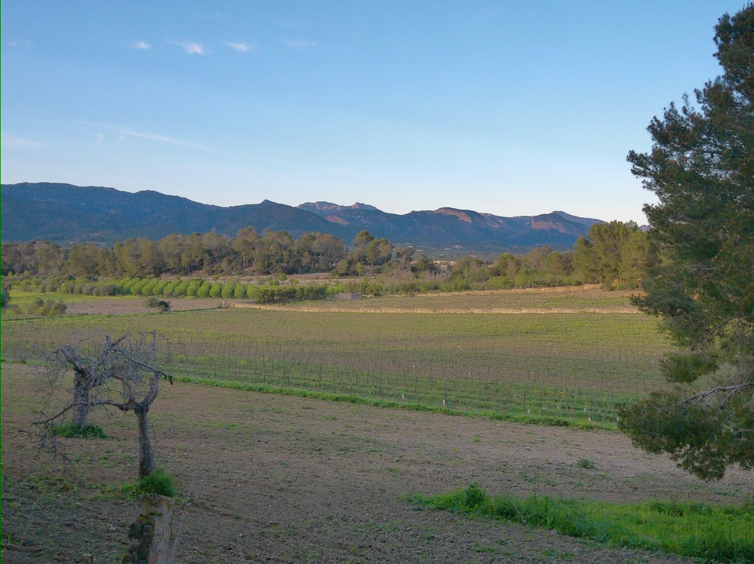 Can Pizà Boutique Winery景点图片