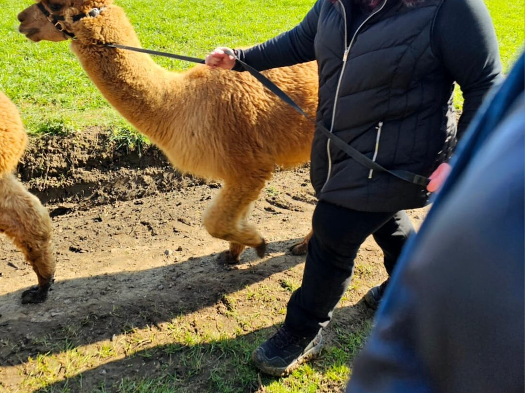Butterwick Alpaca Retreat and Trekking景点图片