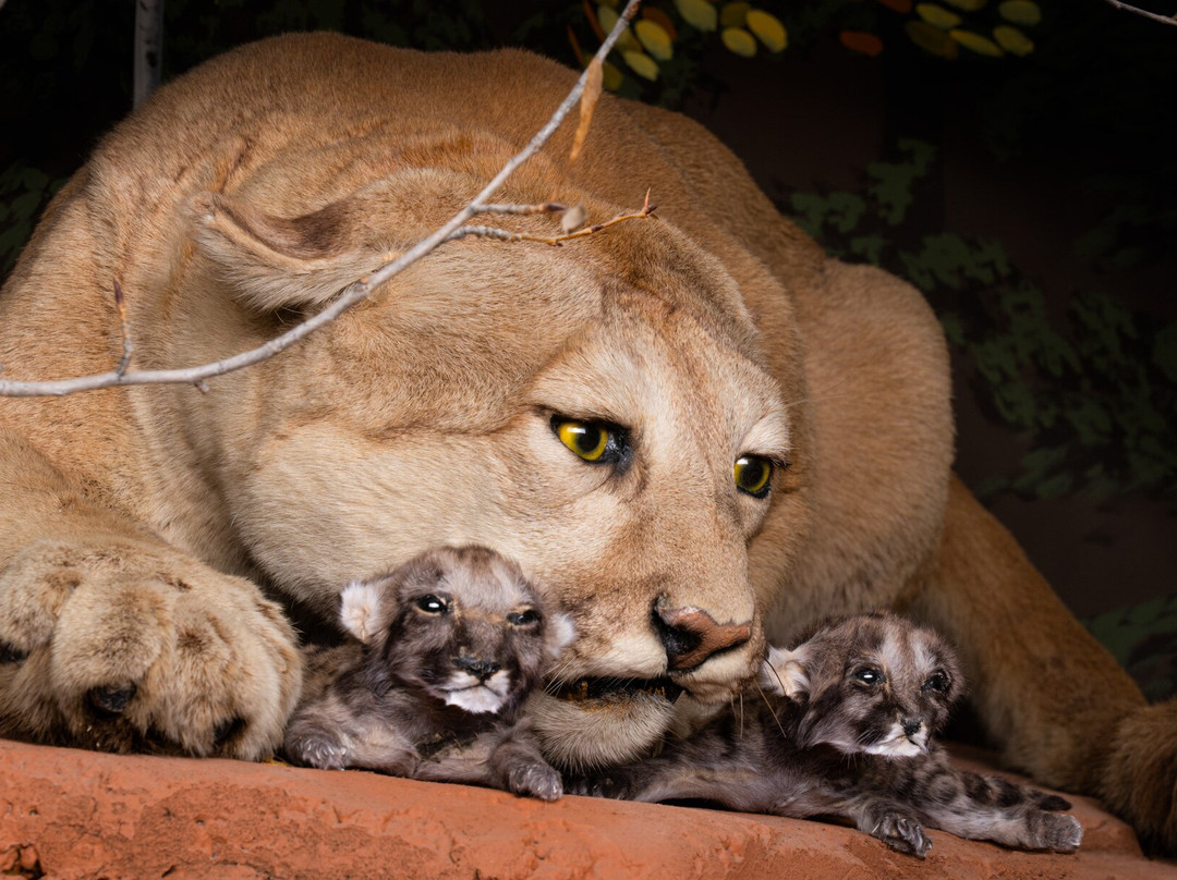 Bryce Wildlife Adventure-布莱斯必去景点