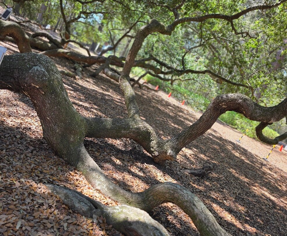 Angel Oak Tree景点图片