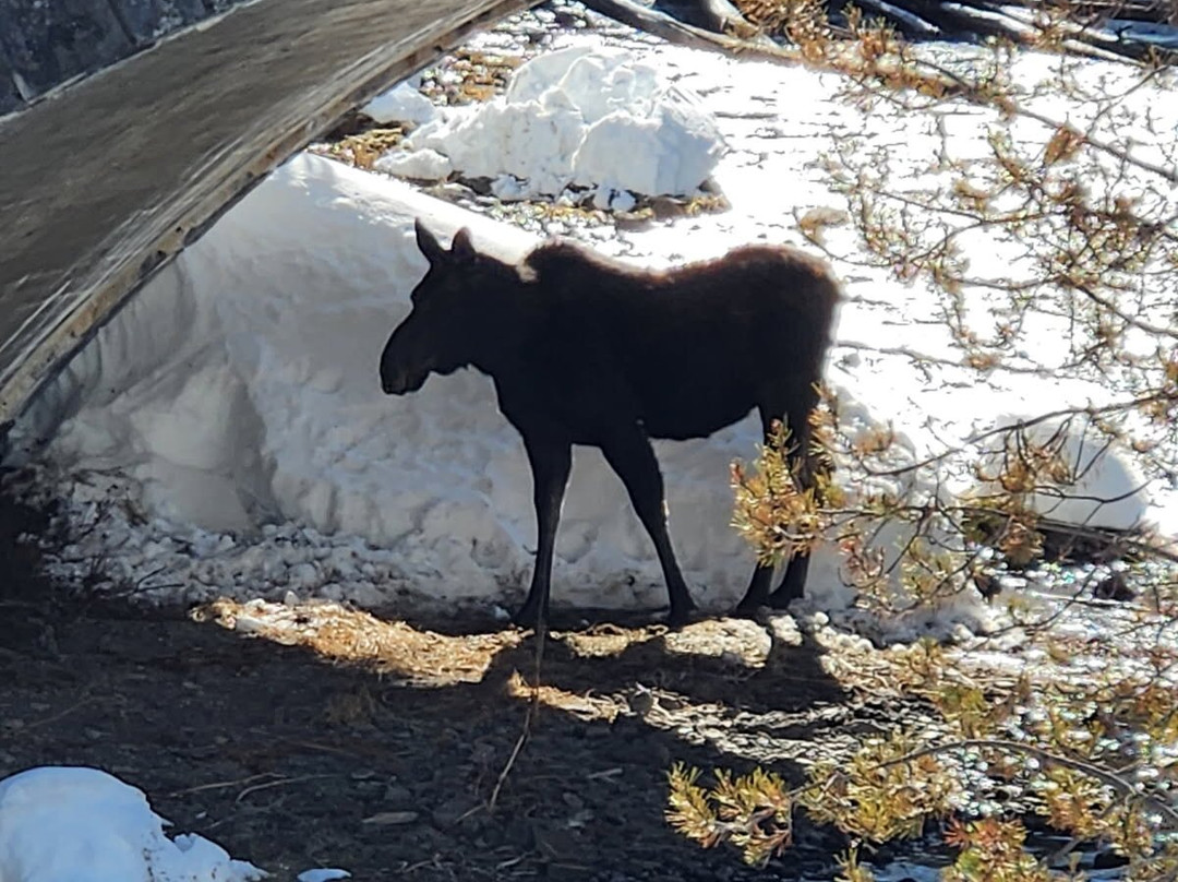 Old Faithful Snowmobile Tours - Day Tours-杰克逊必去景点