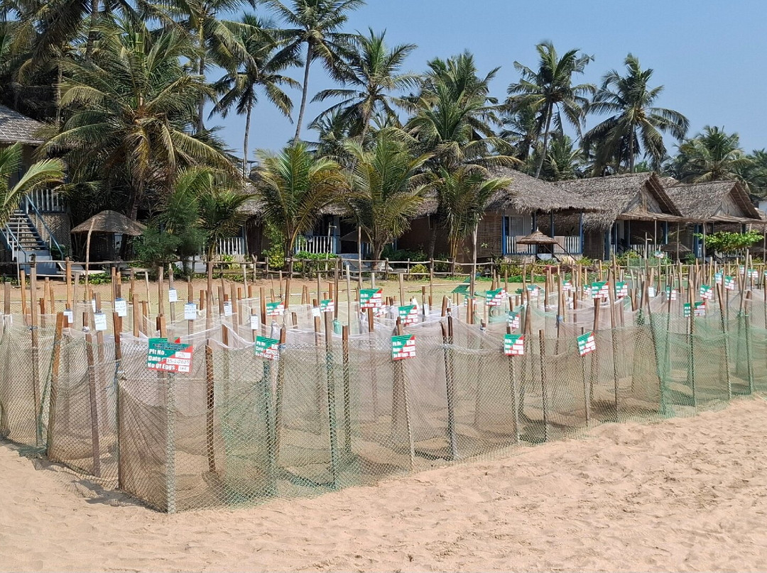Cotigao Wildlife Sanctuary - Turtle Nests-雅高达必去景点