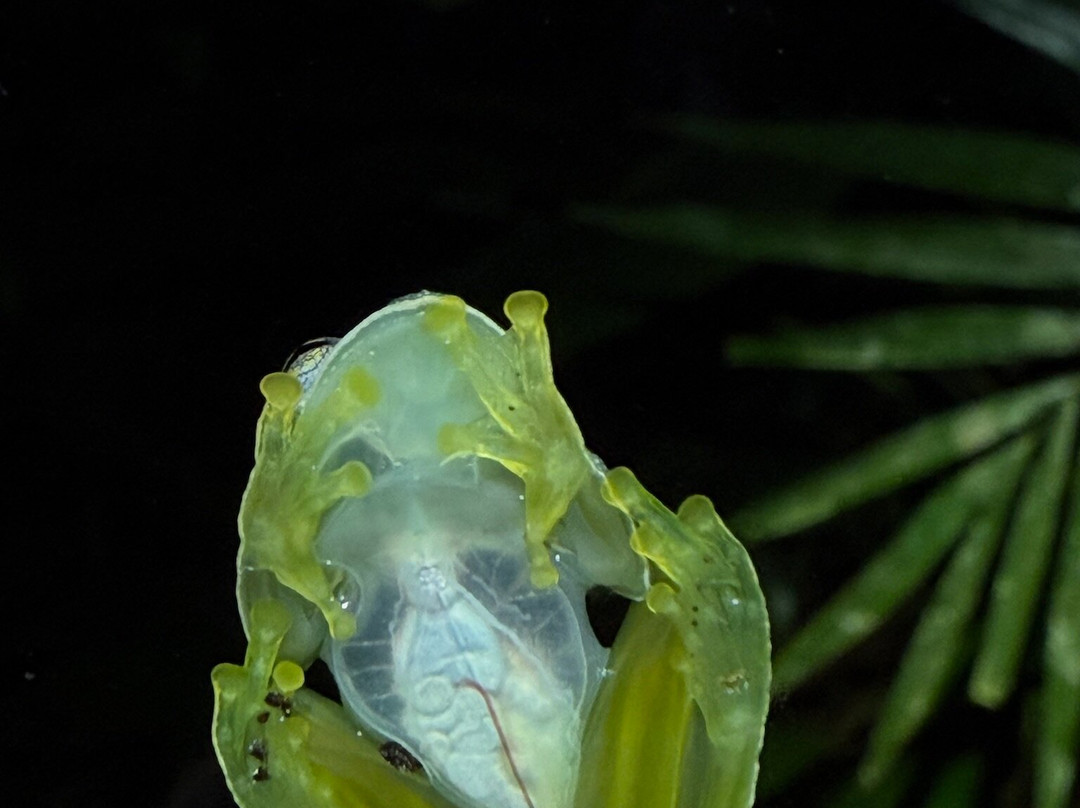 Sierpefrogs-Sierpe必去景点