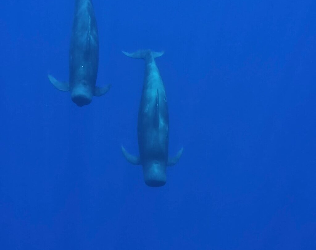 Pelagic Divers Fuvahmulah景点图片