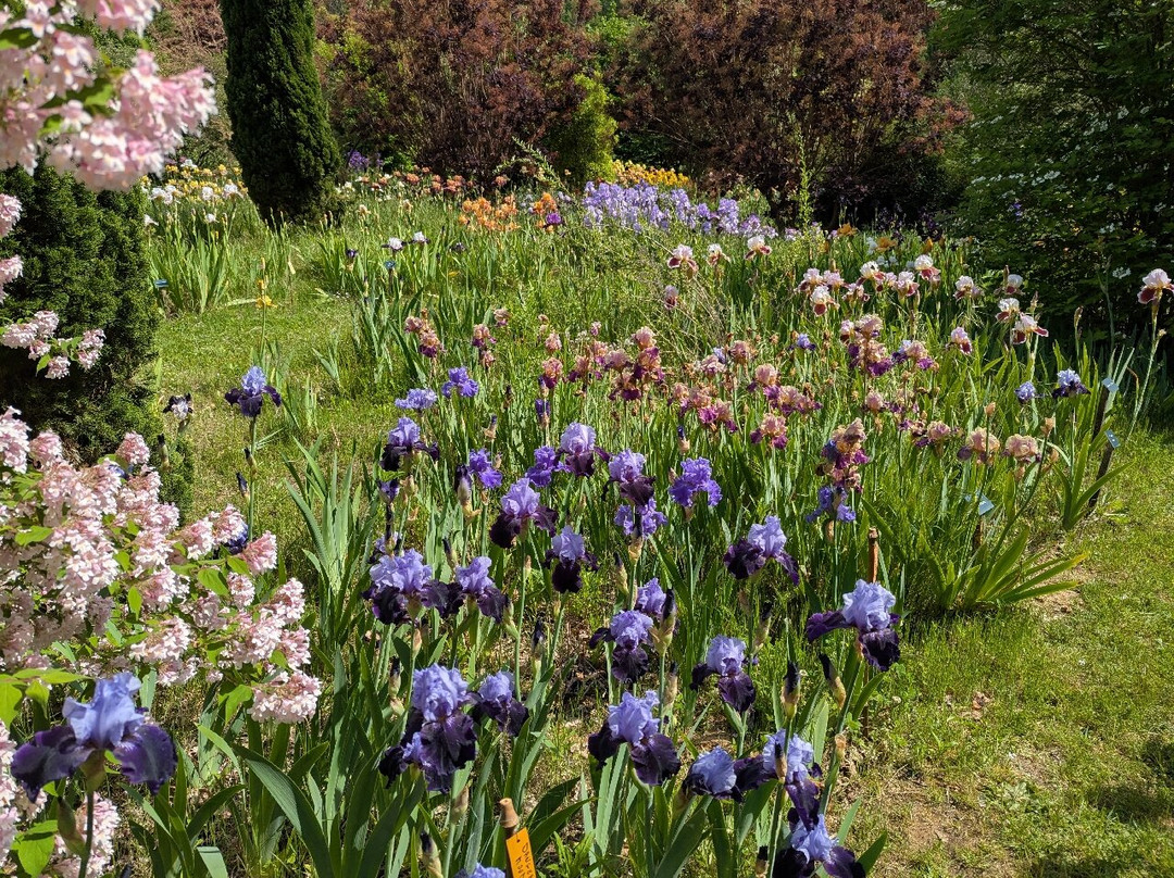 Les Iris du Grand Barbu景点图片