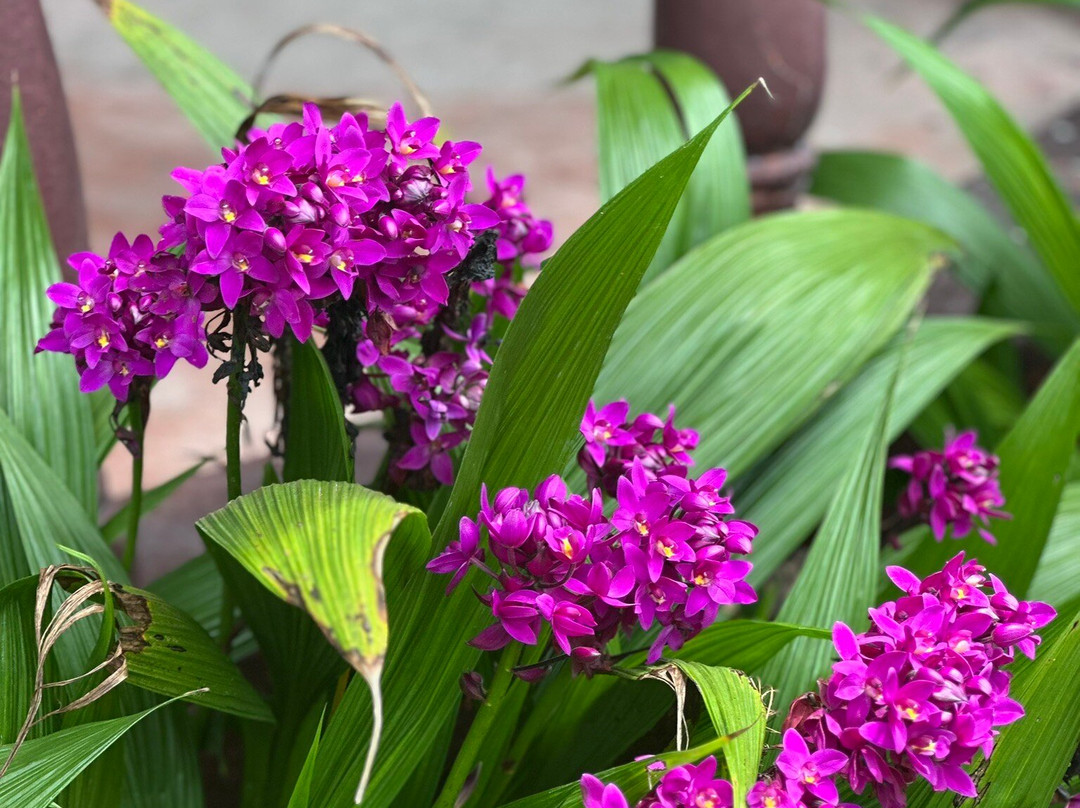 Aprovaca (The Orchid Nursery & Conservation Center)-安东谷必去景点