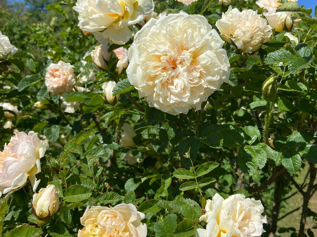 West Acre Gardens-West Acre必去景点