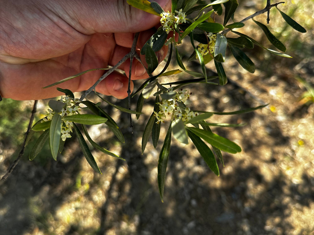 The Olive Trail-Kritsa必去景点