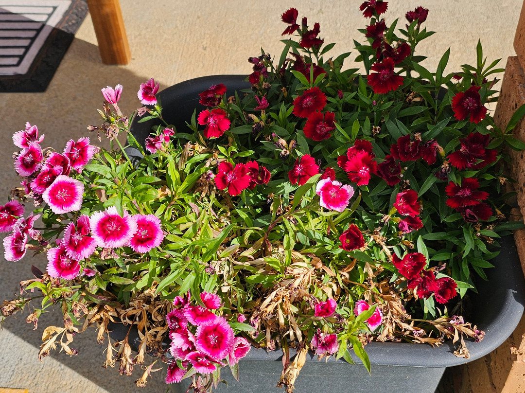 Hills Of Gold Motel主图