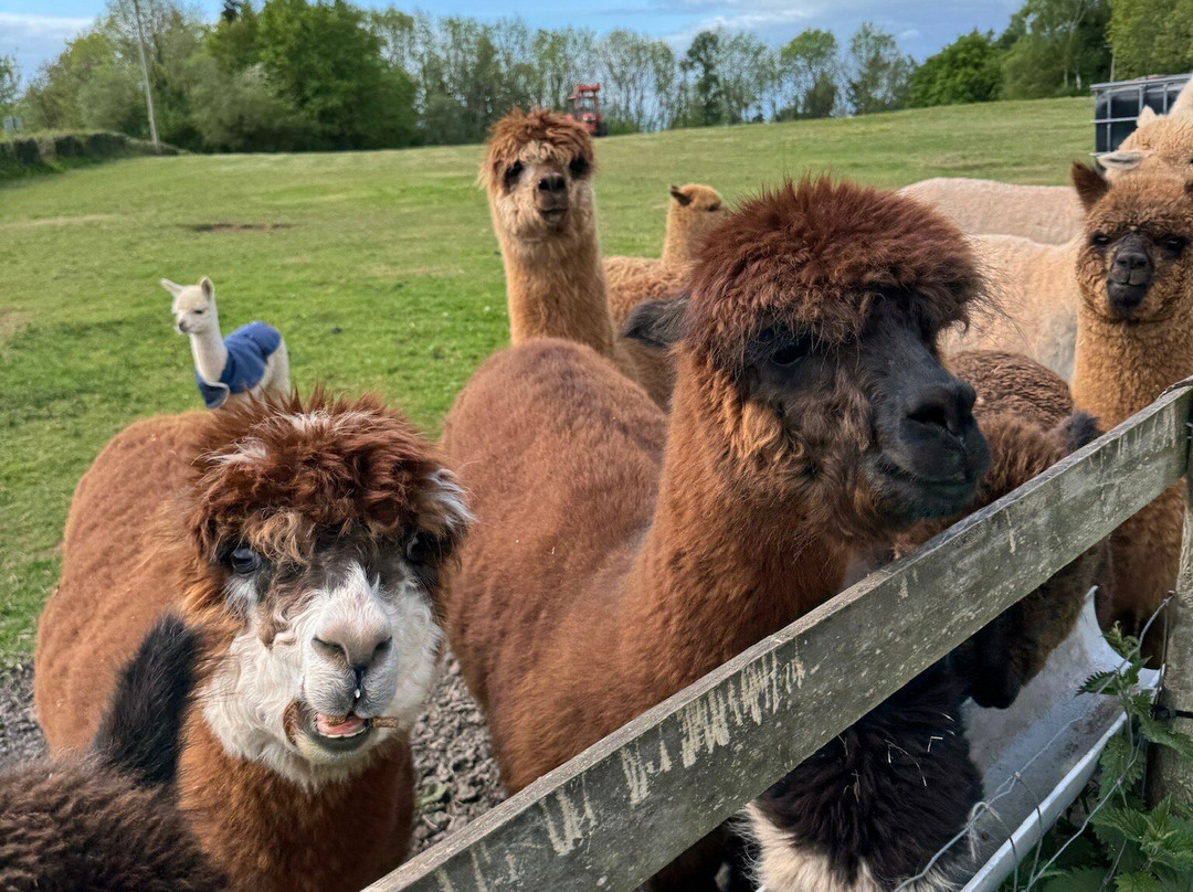 Amazing Alpacas-Earlswood必去景点