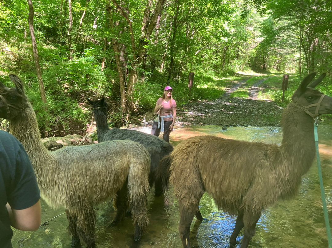 Llamas Of Hot Springs景点图片