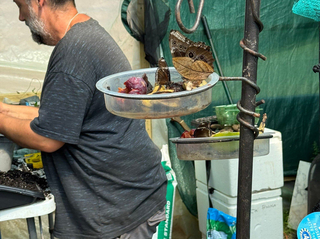 Guys Butterfly House-St Hilary必去景点