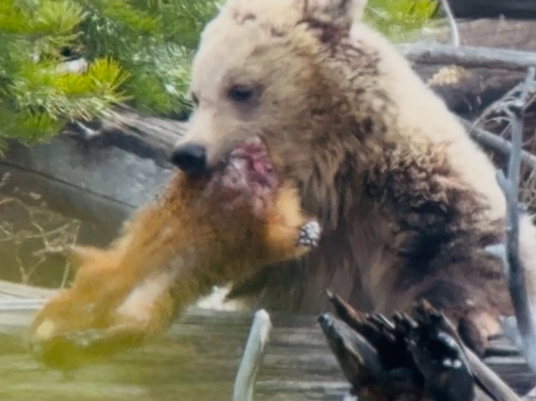 Yellowstone Insight - Day Tours-加德纳必去景点