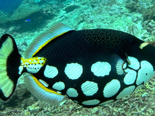 All 4 Diving Indonesia-沙努尔必去景点