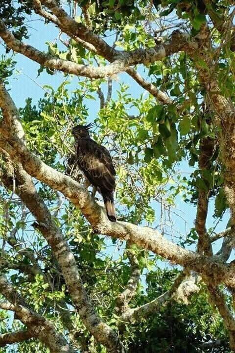 Bismark Yala Safari景点图片