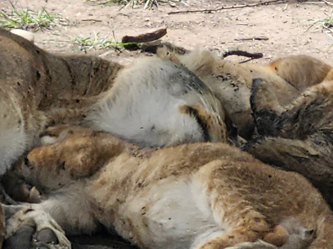 Termite Tour Travel-阿鲁沙必去景点