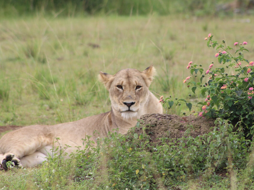 Mugisha Tours-吉佳利必去景点