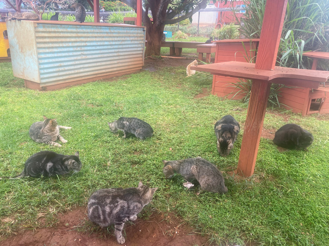 拉奈动物救援中心-拉奈市必去景点