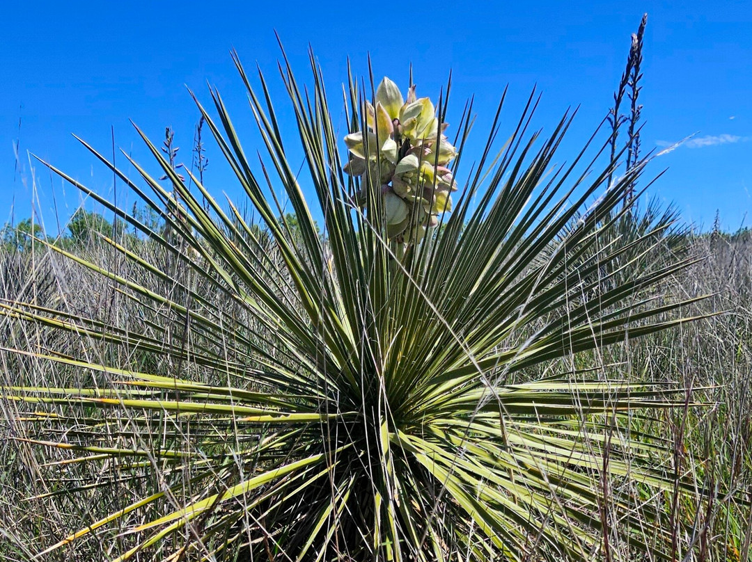 Wildcat Bluff Discovery Center-阿马里洛必去景点