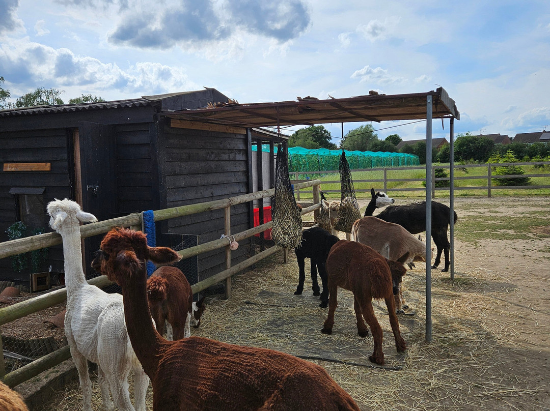 All Things Alpaca Ltd景点图片
