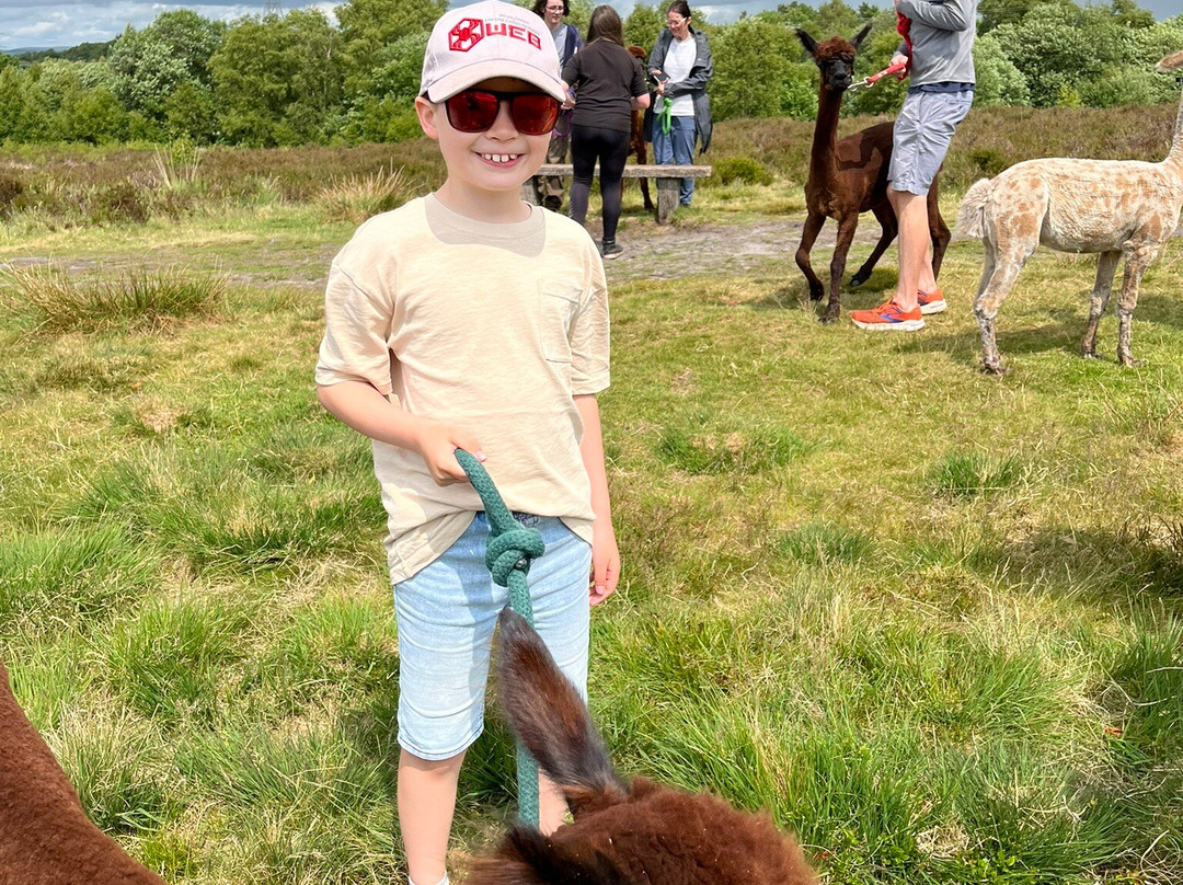 Wetley Moor Alpacas-特伦特河畔斯托克必去景点