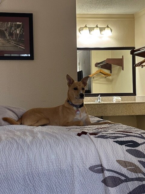 Red Roof Inn Forrest City主图