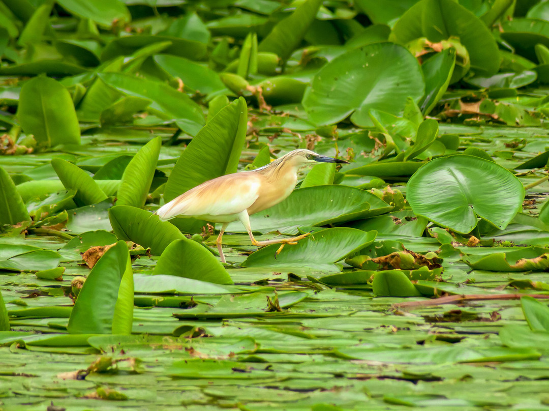 Skadar Lake Boat Tours "Sidro"-Rijeka Crnojevica必去景点