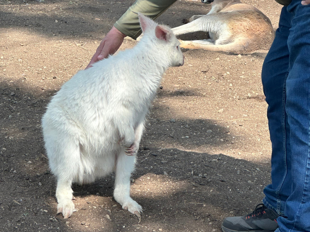 Kangaroo Creek Farm-基洛纳必去景点