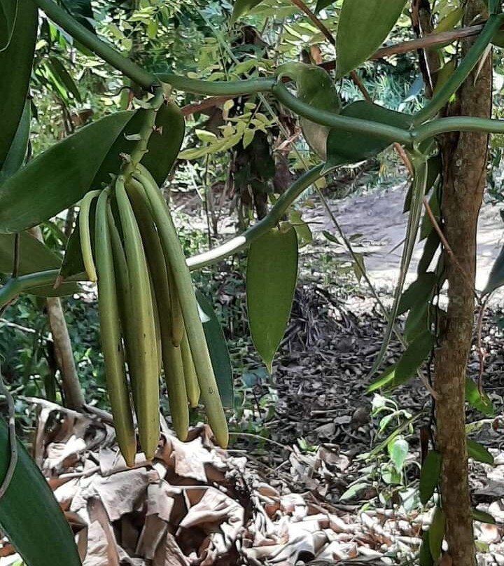 The Hill Kidichi Spice Farm-桑给巴尔岛必去景点
