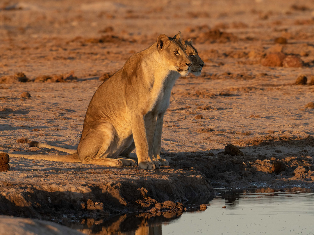 Real Africa Safaris Chobe-卡萨尼必去景点
